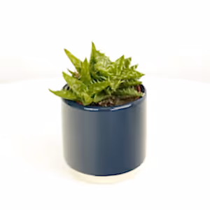 Aloe Vera | Squarosa - Indoor Plant