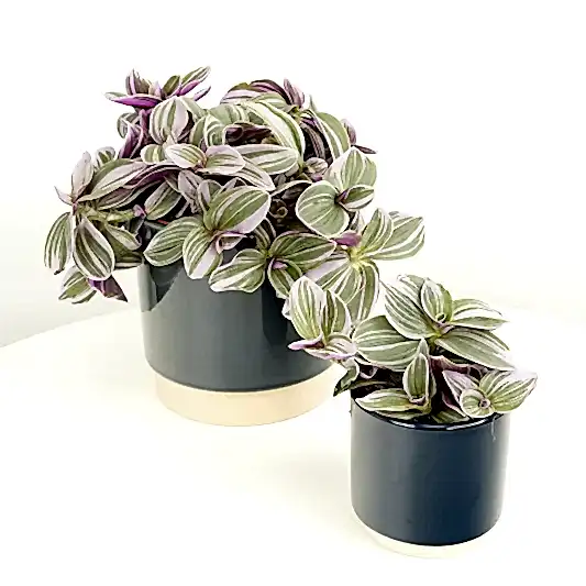 Wandering Dude | Sweetness | Indoor Hanging Plants