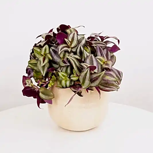 Wandering Dude | Violet Hill | Potted Houseplants