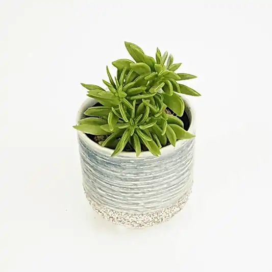 Peperomia | Happy Bean Tanz | Small Plants & Tot Pots