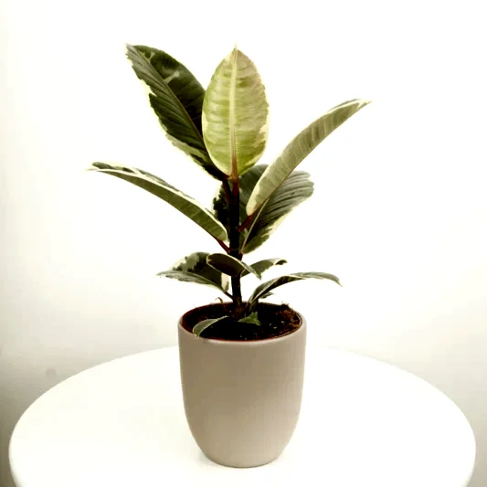 Rubber Tree | Tineke | Potted Houseplants