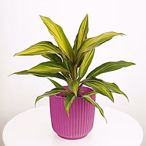 Good Luck Plant | Kiwi - Indoor Plant