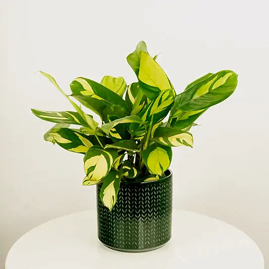 Never Never Plant | Pilosa Mosaic | Large & Tall Plants