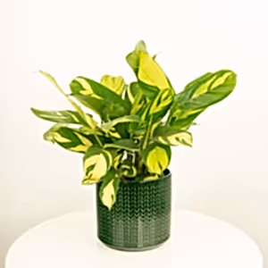 Never Never Plant | Pilosa Mosaic - Indoor Plant