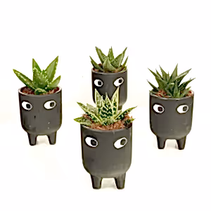 Leggy Alfie - Indoor Plant