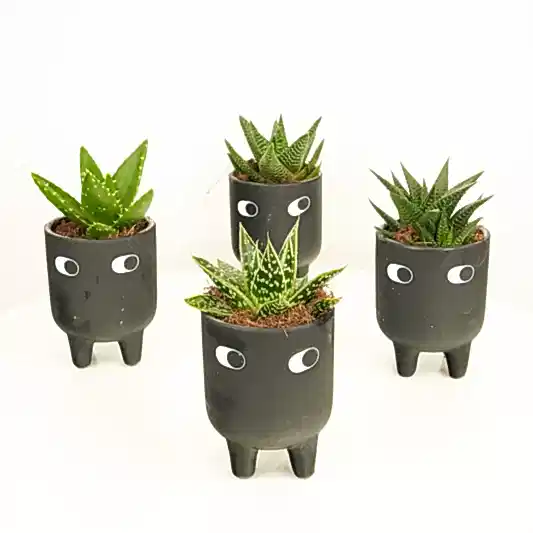 Leggy Alfie | Small Plants & Tot Pots