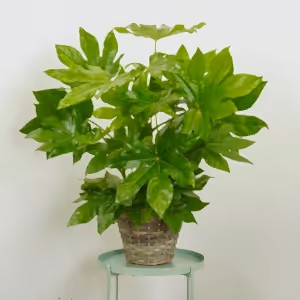 Japanese Aralia | Castor Oil Plant - Indoor Plant