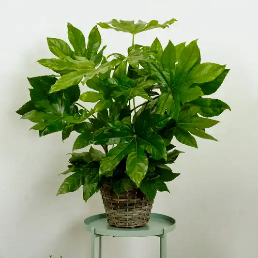 Japanese Aralia | Castor Oil Plant | Trees & Bonsai