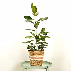 Jamaican Cherry Fig | Smile - Indoor Plant