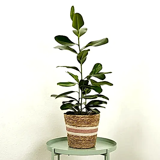 Jamaican Cherry Fig | Smile | Trees & Bonsai