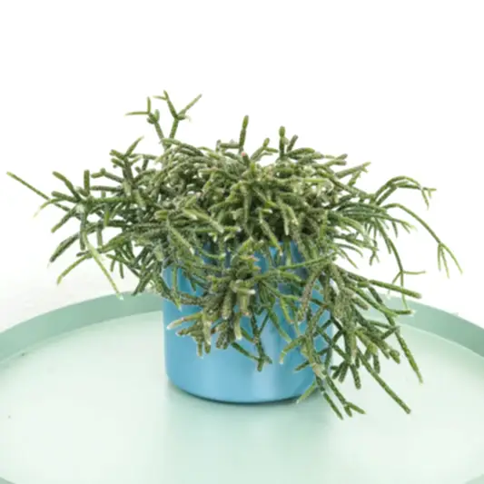 Mousetail Cactus | Horrida | Potted Houseplants