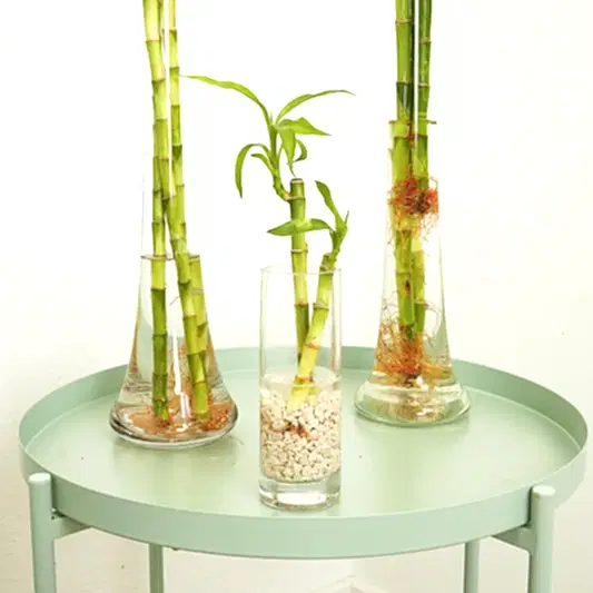 Lucky Bamboo | Vase | Potted Houseplants