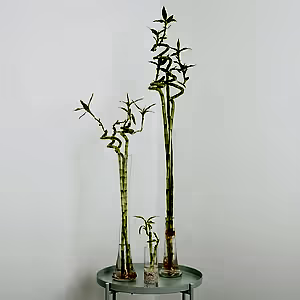 Lucky Bamboo | Vase - Indoor Plant