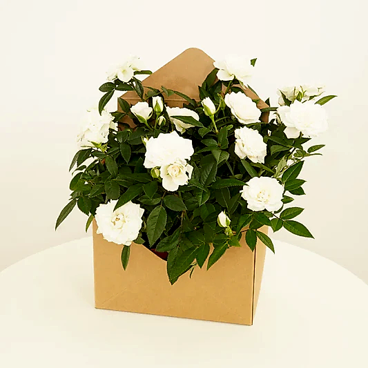 White Roses | Envelope Giftbox | Perfect Plants for Under £30