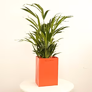 Areca Palm | Gift - Indoor Plant