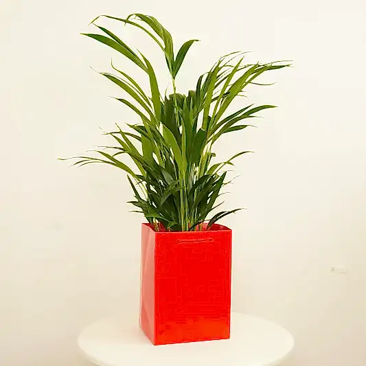 Areca Palm | Gift | Trees & Bonsai