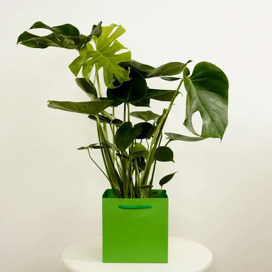 Swiss Cheese Plant | Gift | Trees & Bonsai