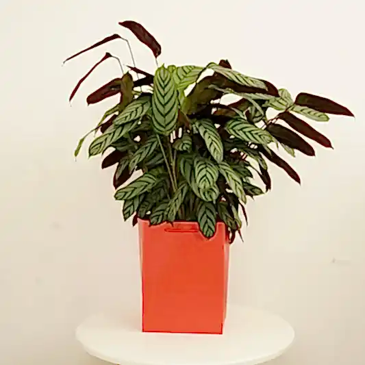 Never Never Plant | Compact Star | Gift | Large & Tall Plants