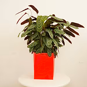Never Never Plant | Compact Star | Gift - Indoor Plant