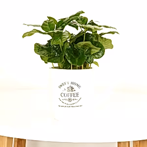 Coffee Cup | Arabica - Indoor Plant