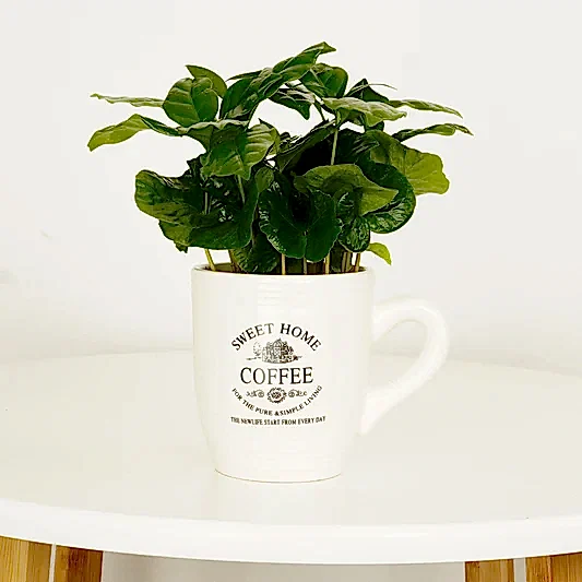 Coffee Cup | Arabica | Plant Gifts