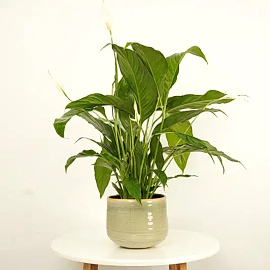 Peace Lily | Sweet Chico | 