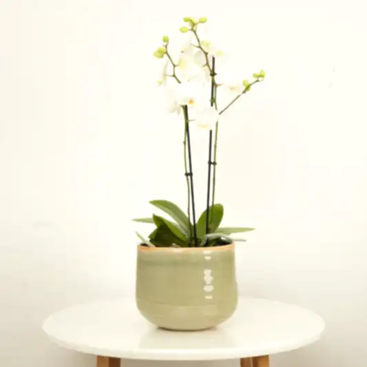 White Phalaenopsis Orchid | Potted Houseplants