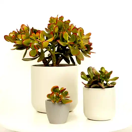 Money Plant | Sunset | Small Plants & Tot Pots