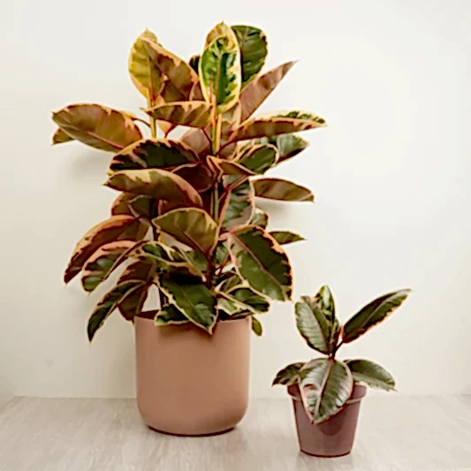 Rubber Plant | Belize | Ficus & Fig Plants