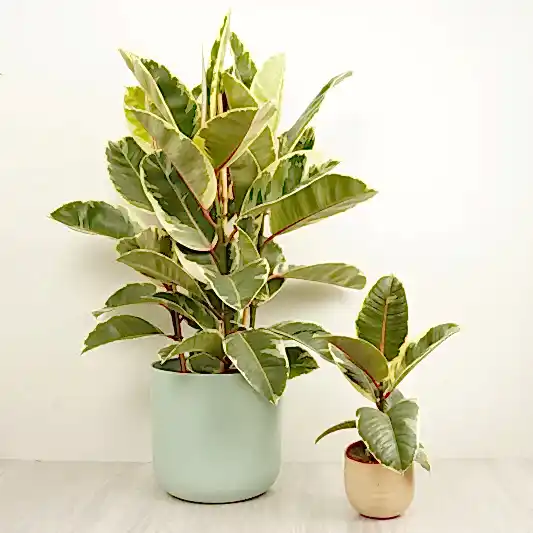 Rubber Tree | Tineke | Ficus & Fig Plants