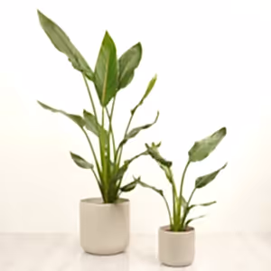 Bird Of Paradise - Indoor Plant