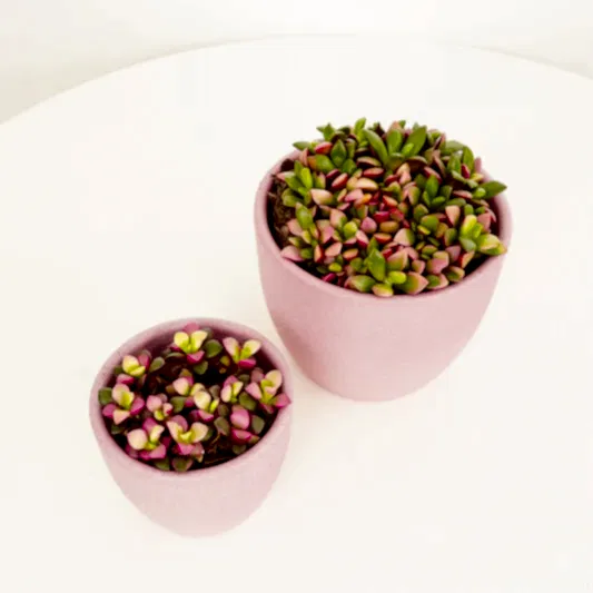 Sunrise Succulent | Small Plants & Tot Pots