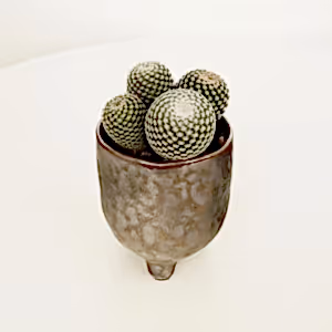 Owl Eye Cactus - Indoor Plant
