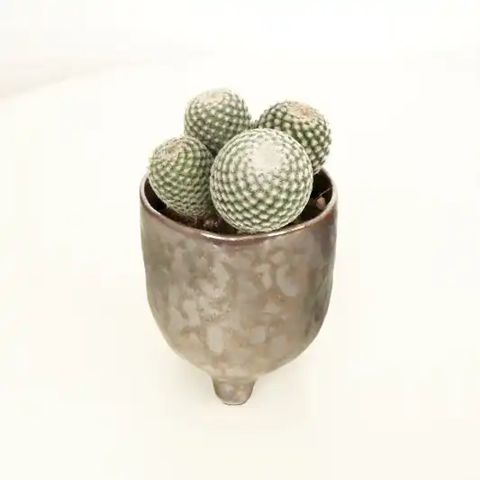 Owl Eye Cactus | Indoor Cactus Plants