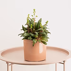 Crassula | Orbicularis - Indoor Plant