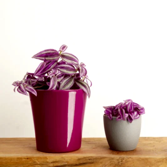 Wandering Dude | Pink Paradise | Potted Houseplants