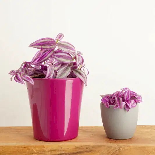 Wandering Dude | Pink Paradise | Indoor Hanging Plants
