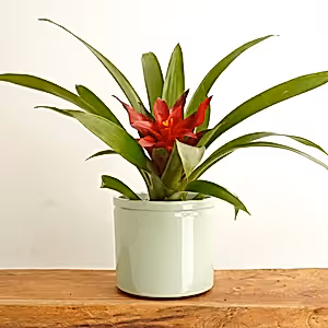 Bromeliad | Blitz - Indoor Plant