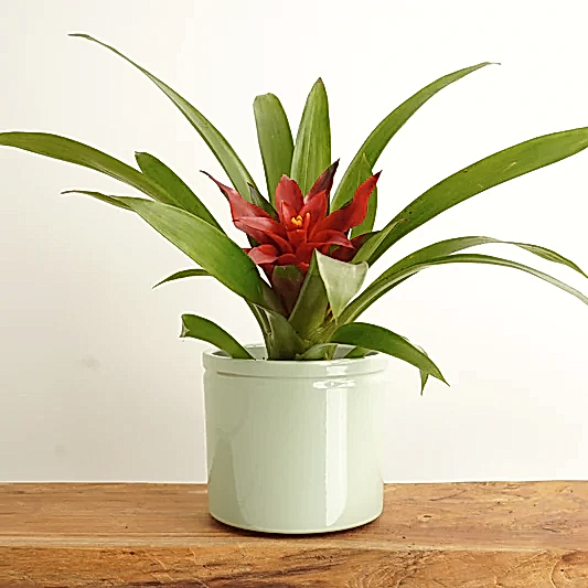 Bromeliad | Blitz | Bromeliad & Guzmania