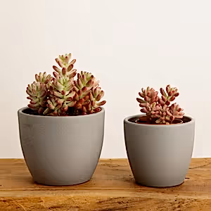 Jelly Bean Plant | Pink - Indoor Plant