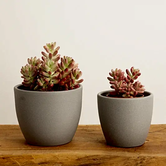 Jelly Bean Plant | Pink | Indoor Succulent Plants