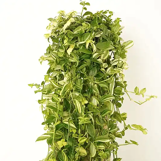 Wandering Dude | Yellow Hill | Climbing & Vine Plants