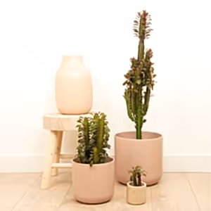 African Milk Tree | Red - Indoor Plant