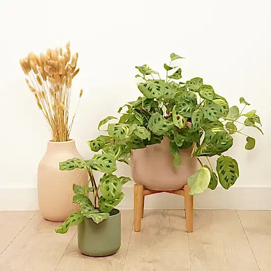 Variegated Prayer Plant | Rabbit's Foot | Fiesta | Hard To Find | Indoor Hanging Plants