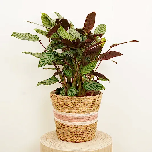 Never Never Plant | Compact Star | Large & Tall Plants