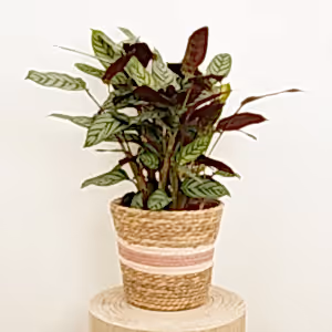 Never Never Plant | Compact Star - Indoor Plant
