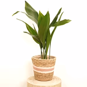 Cast Iron Plant - Indoor Plant