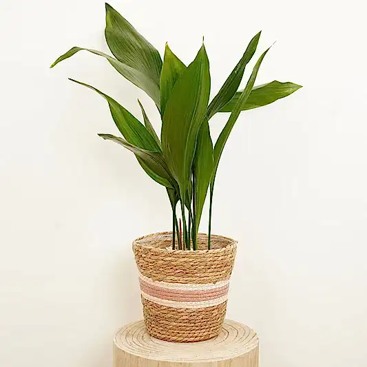 Cast Iron Plant | Large & Tall Plants