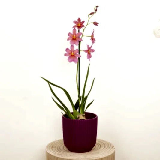 Burrageara Orchid | Nelly Isler Pink | Potted Houseplants