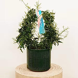 Jasmine - Indoor Plant